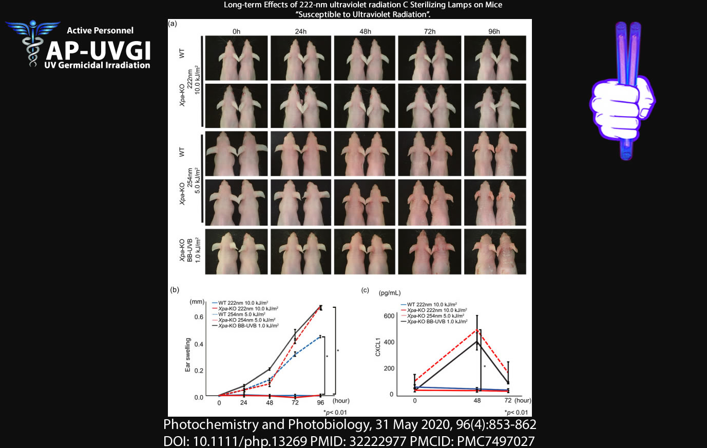 Long-term Effects of 222-nm ultraviolet radiation C Sterilizing Lamps on Mice-Susceptible-Ultraviolet-Radiation